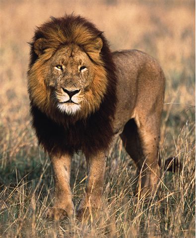 Majestic Lion