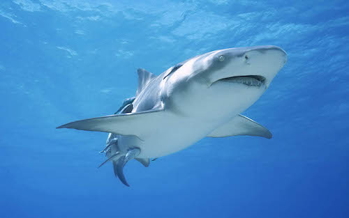 Viscious Shark